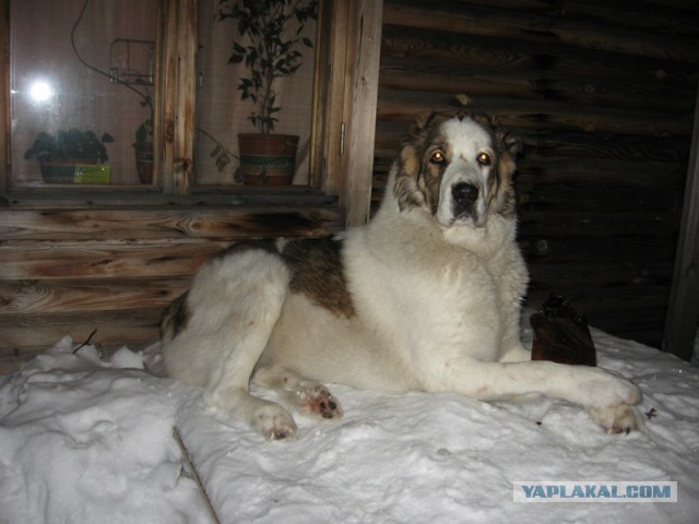 Нижегородцы шокированы жуткой трагедией