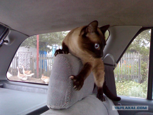 Тайские кошки