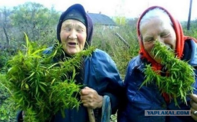 Добряки, плюсующие всех подряд