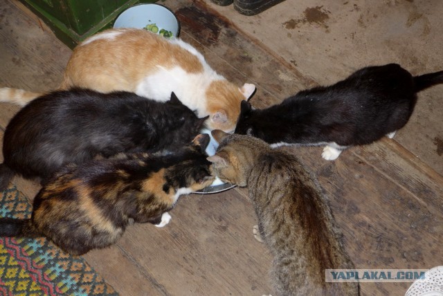 Котовторник 09.09.2014