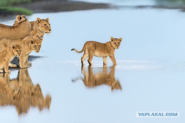 Лучшие фотографии National Geographic