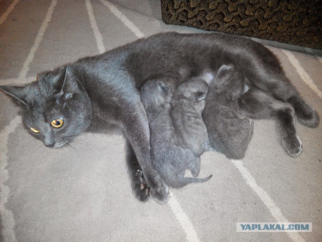 Котовторник на вторник, Котовторник