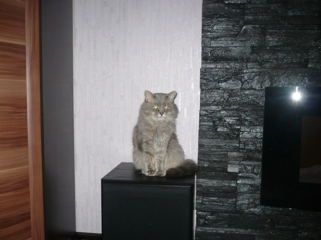 Котовторник 11.11.2014