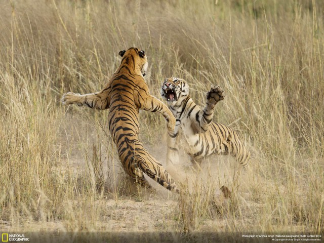 Фото года по версии NatGeo