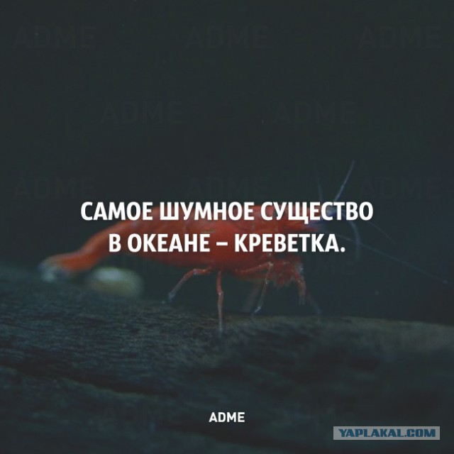 Немного фактов о нашем мире