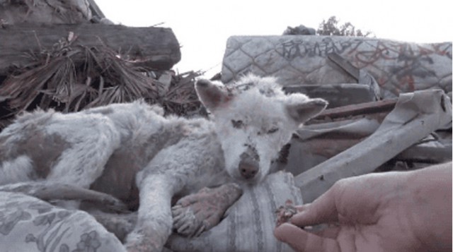 История одного пса, 8 гифок