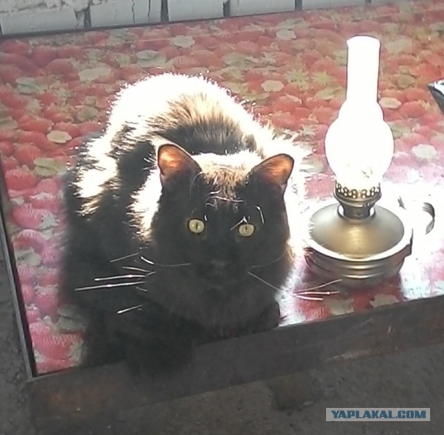Котовторник