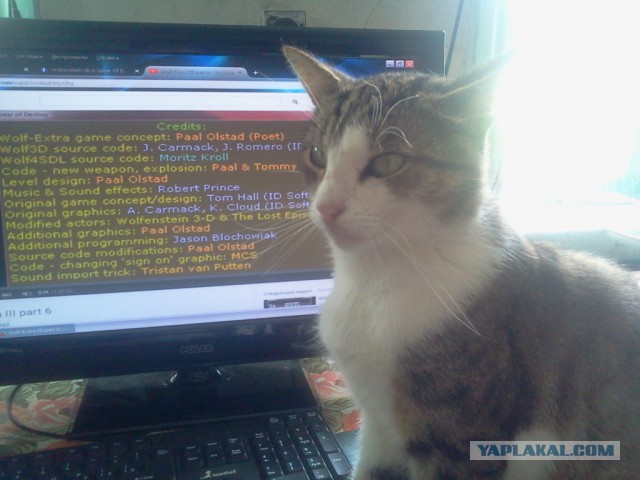 Котовторник  21.07.2015