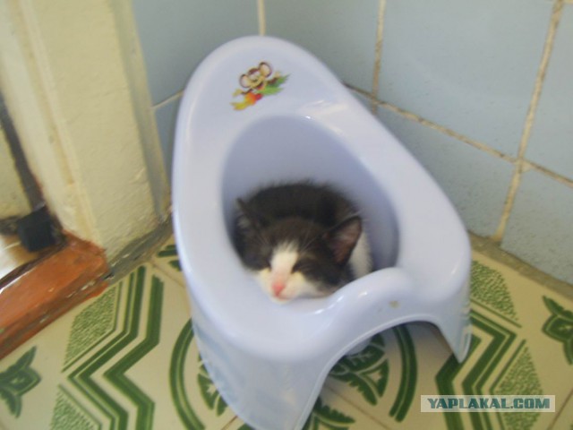 Котовторник 25.08.2015