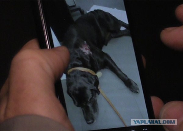 Застрелил собаку соседа из-за ссоры