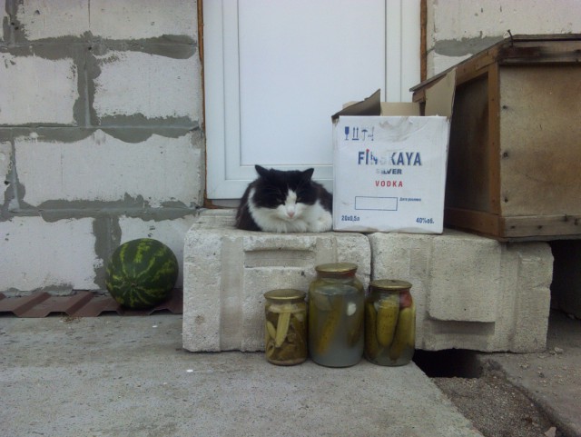 Котовторник наступил!:)