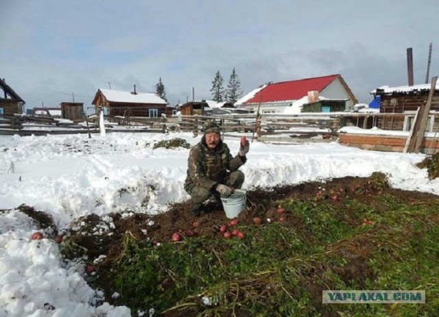 Жарим картофан