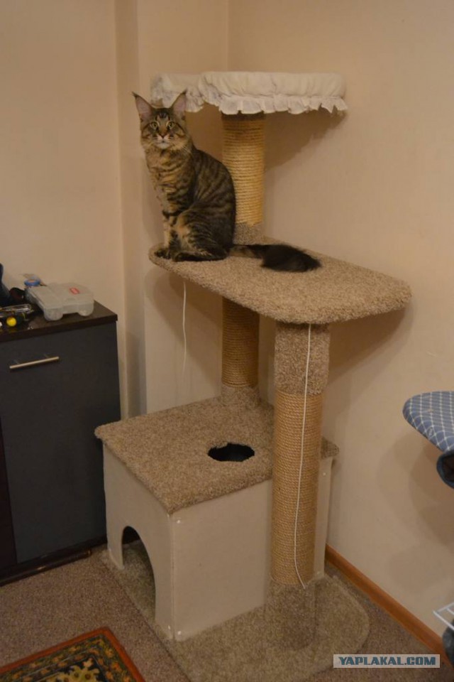 КОТтэдж на Бейкер Стрит