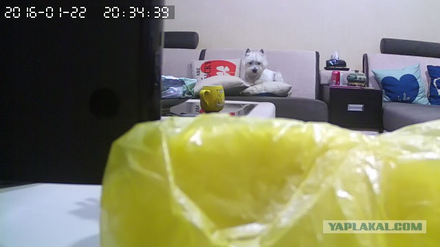 За что я люблю китайцев