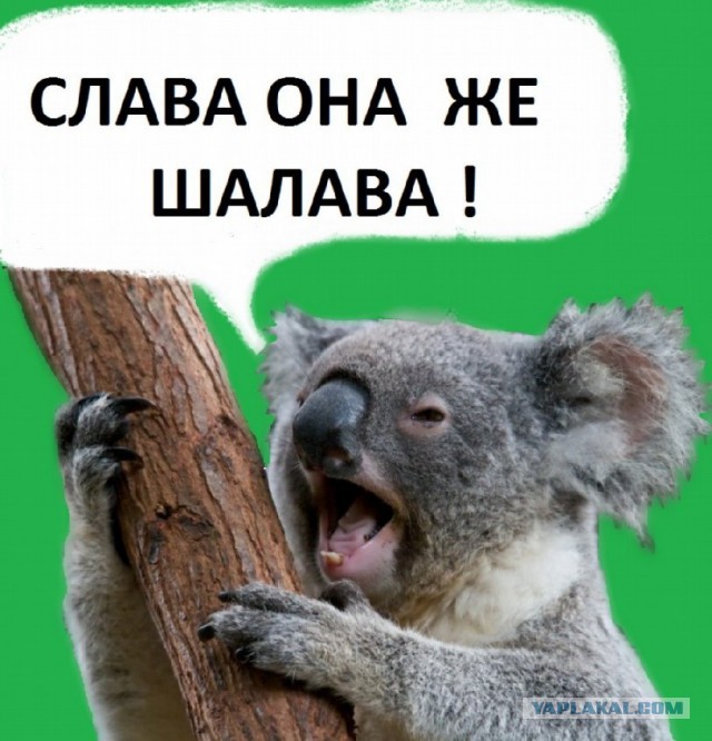 У меня грустные новости для соЯПовца. Слава Новиков тут есть?