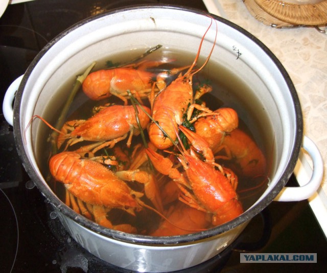 Раки