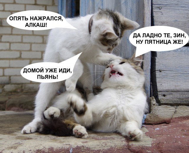 15 котов, мимике которых можно только позавидовать