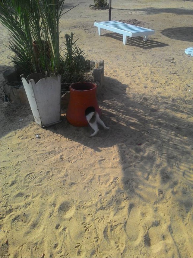 КотоВторник 26.04.2016