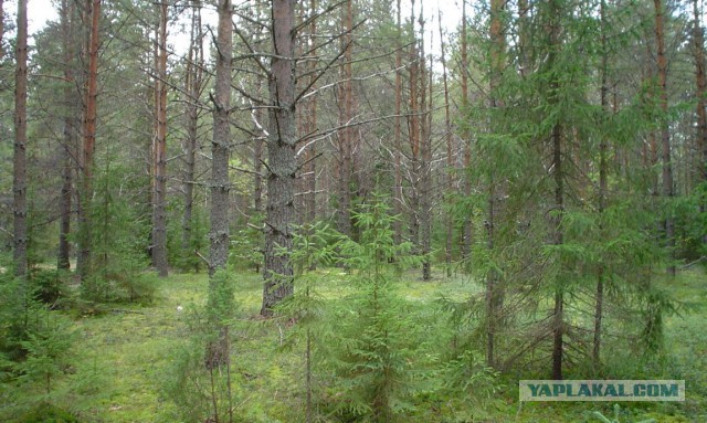 Белые Наступают!