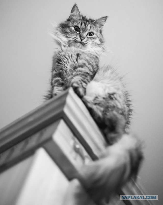 Котовторник 27.09.16