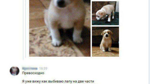 Живодерки из Хабаровска