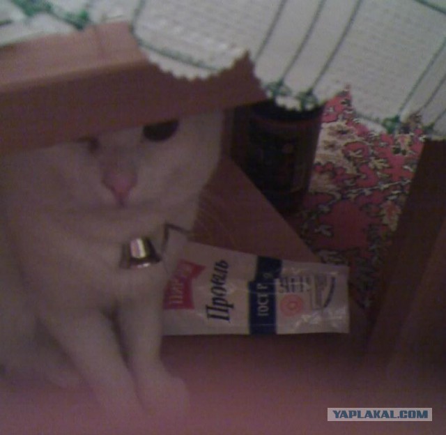 Котопрятки