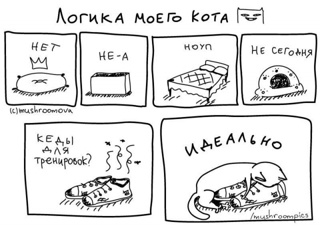 20 мест, в которых не должно было быть кота, но вот он