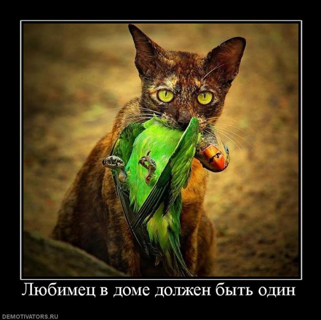 Поляна чёрного юмора и цинизма