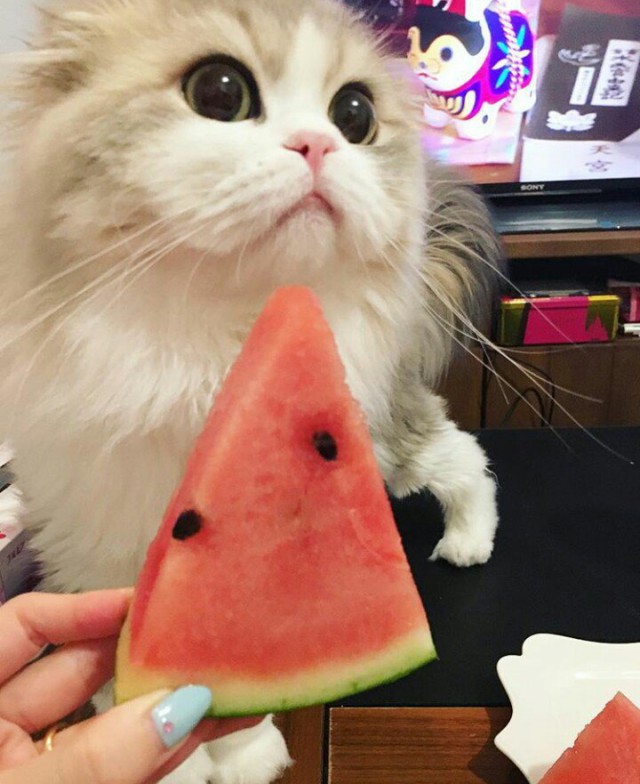 Коты и Кошки