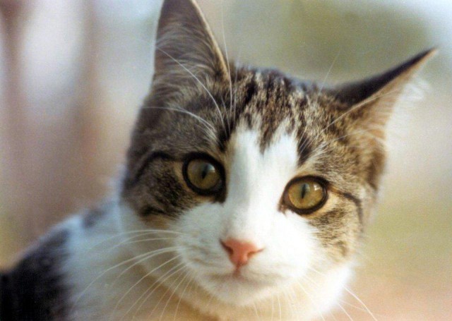 Коты и Кошки
