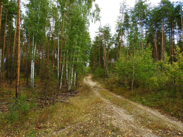 Осень, лес, грибы ... и не только ...