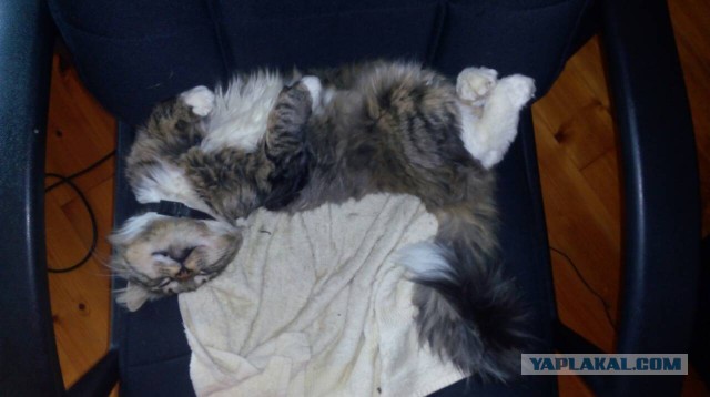 20 шикарных фотографий, в которых вся суть котов