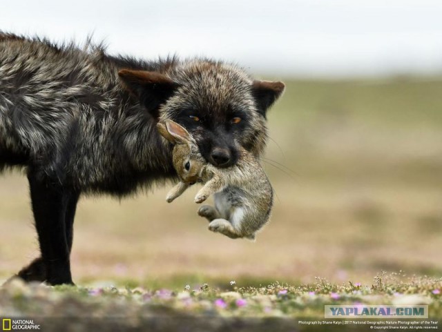 Финалисты конкурса фотографий National Geographic