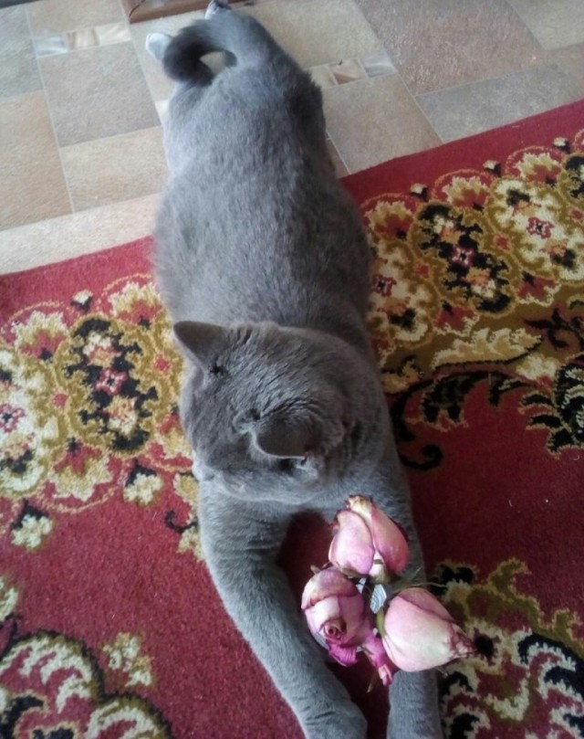 Котовторник 13.03.2018