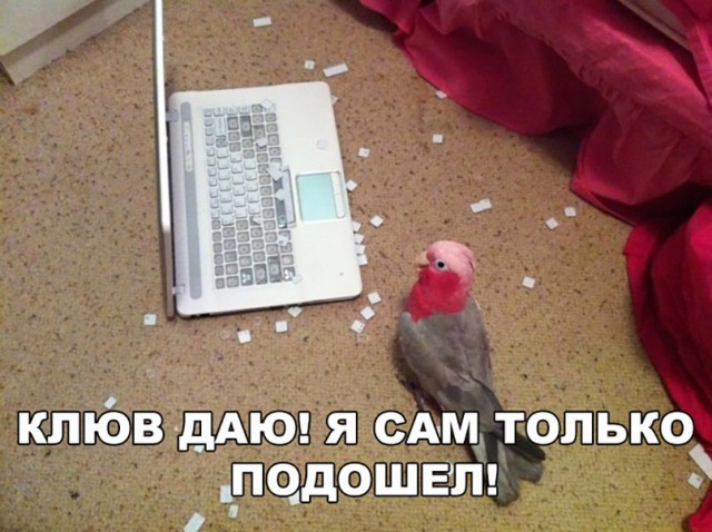 Нестандартный юмор