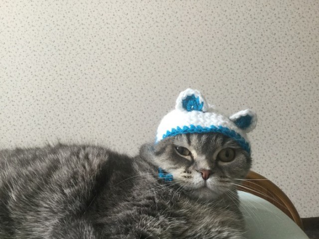 Прикольных котов пост