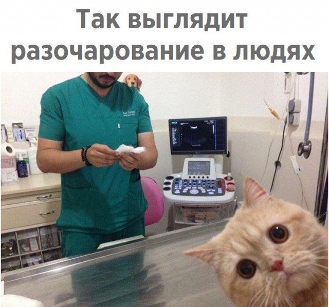 Кот без прикрас