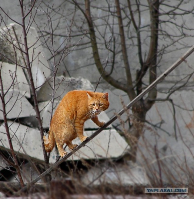 Котовторник  на  ЯПлакалъ