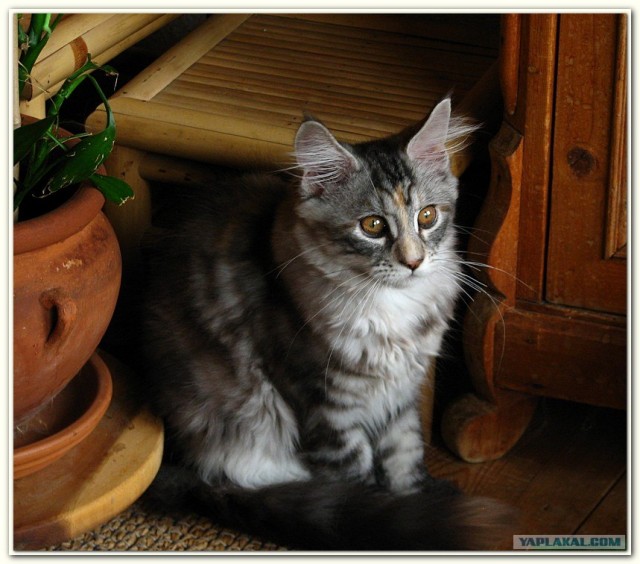 Котовторник на ЯПлакалъ