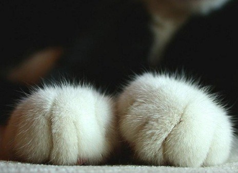 Котовторнику посвящается