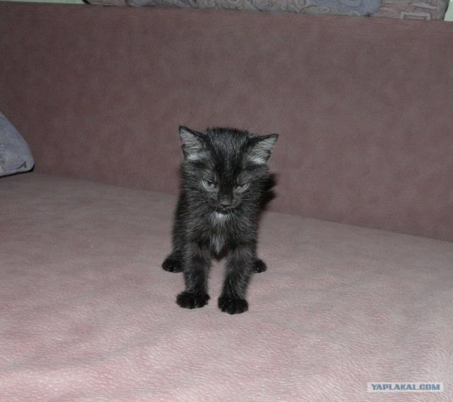Ура, котовторник!