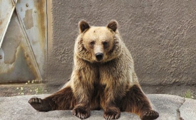 Урок йоги от бурого медведя