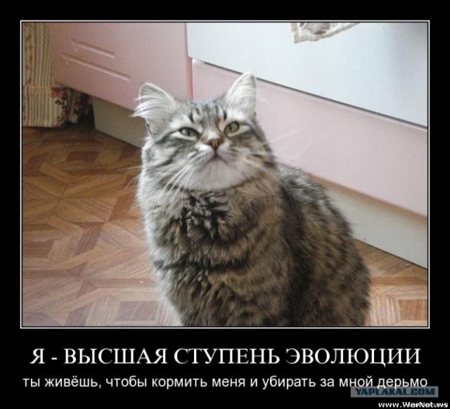 Котовторник уже сегодня!