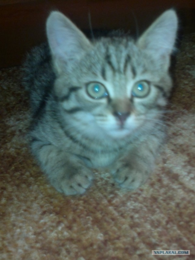 Котяка играка