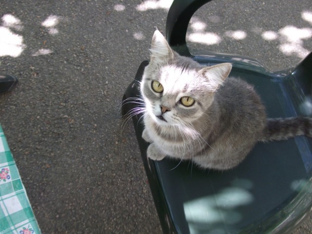 Котовторник 06.09.11