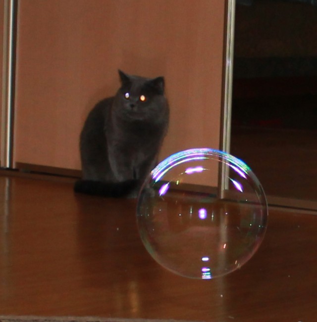 Котовторник так котовторник!