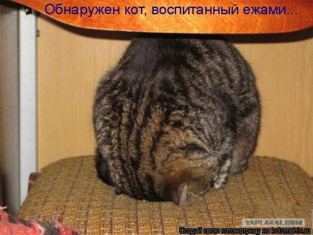 Молящийся кот