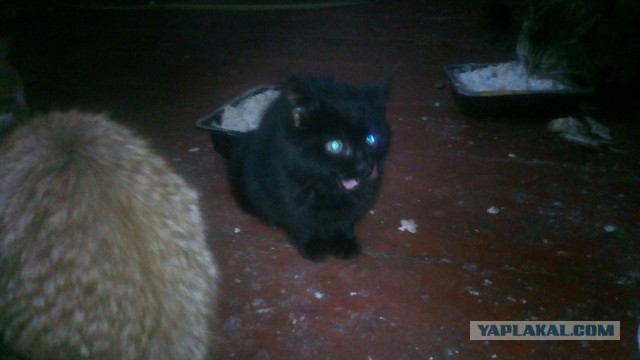 Котовторник 27.11.2018