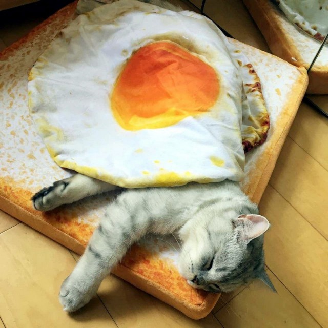Прикольных котов пост