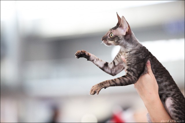 Котовторник! 08.11.11